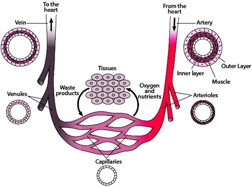 A diagram comparing the structure of an artery, a vein, and capillaries.