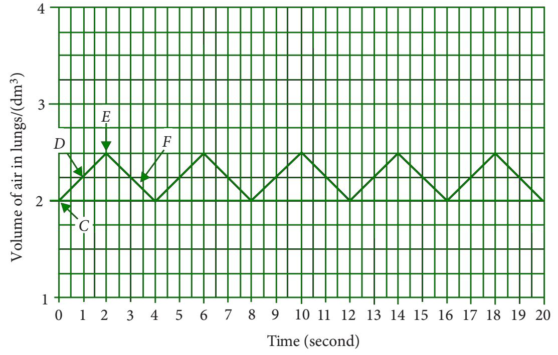 A graph showing the volume of air in the lungs over time, indicating breaths.