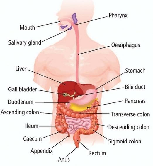 A labelled diagram of the human digestive system.