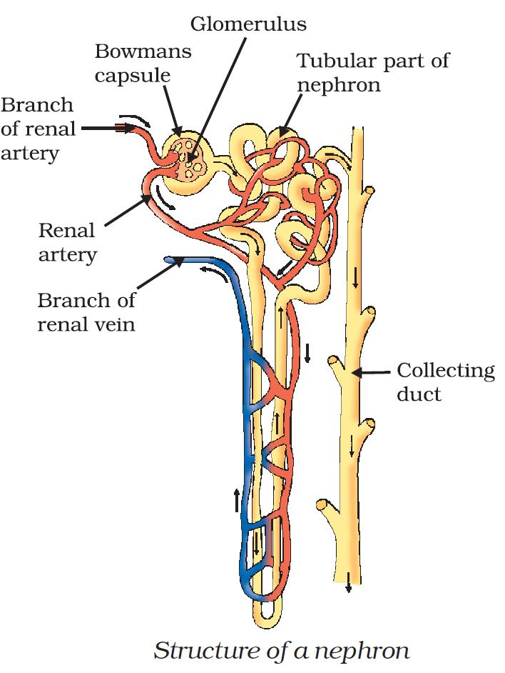 A labelled diagram of the human excretory system including kidneys, bladder, and ureters.