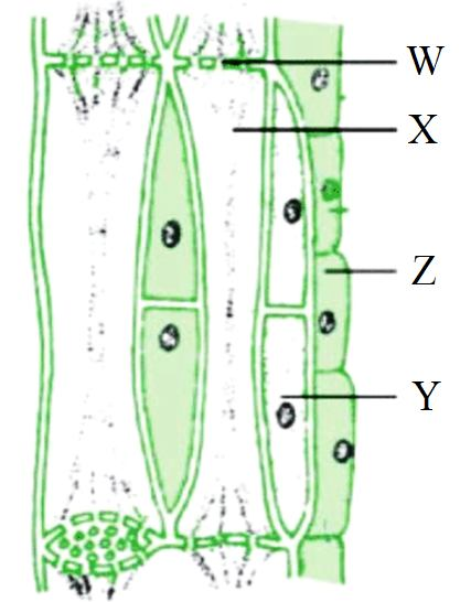 A microscopic view of phloem tissue showing sieve tubes and companion cells.