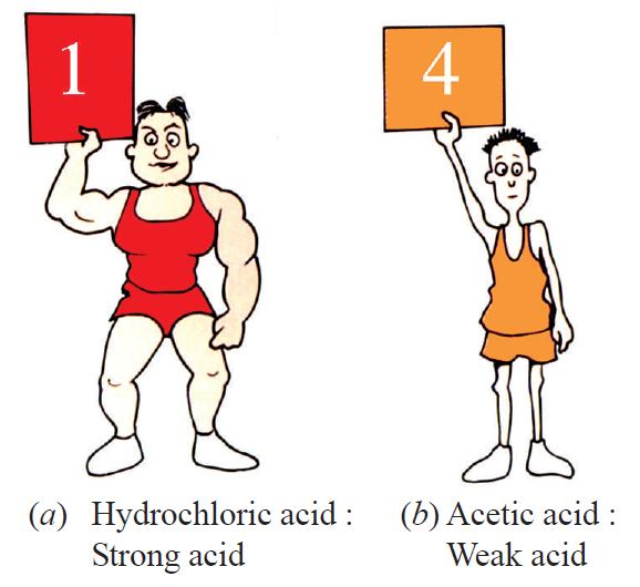 A pH scale showing the range from acidic to basic with corresponding colors.