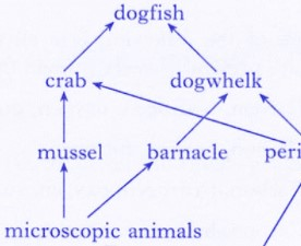 An aquatic food web showing relationships between different marine organisms.