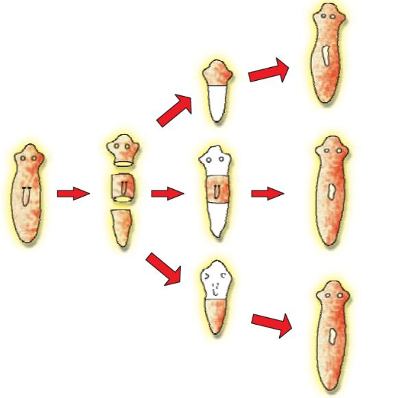 Diagram showing regeneration in Planaria where a cut worm regrows into multiple new worms.