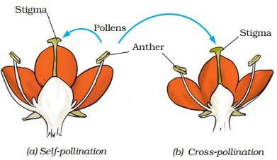 Diagram showing the processes of self-pollination and cross-pollination in flowers.