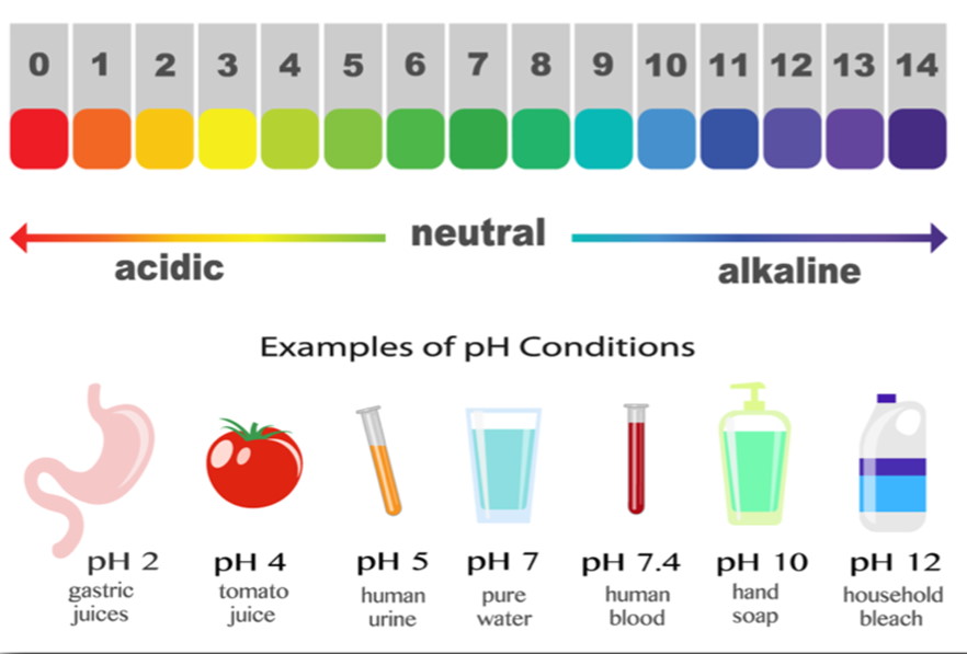 Examples of pH in daily life like soil testing and bee stings.
